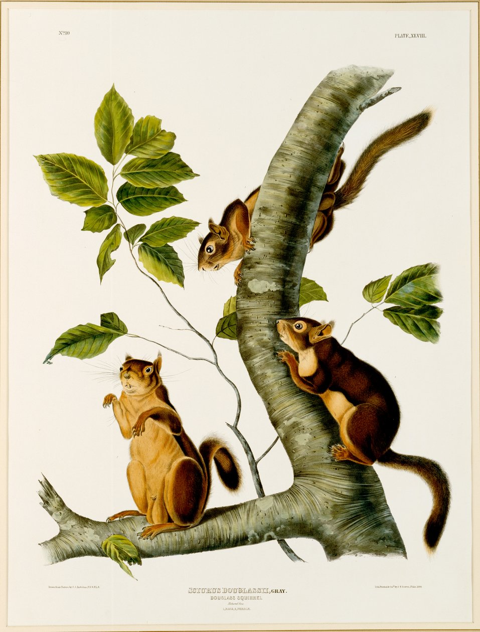Douglas Squirrel, z folio Żyworodne czworonogi z Ameryki Północnej, opublikowane w 1845, 1844 (pierwotnie patrz 129902) autorstwa John James after Audubon