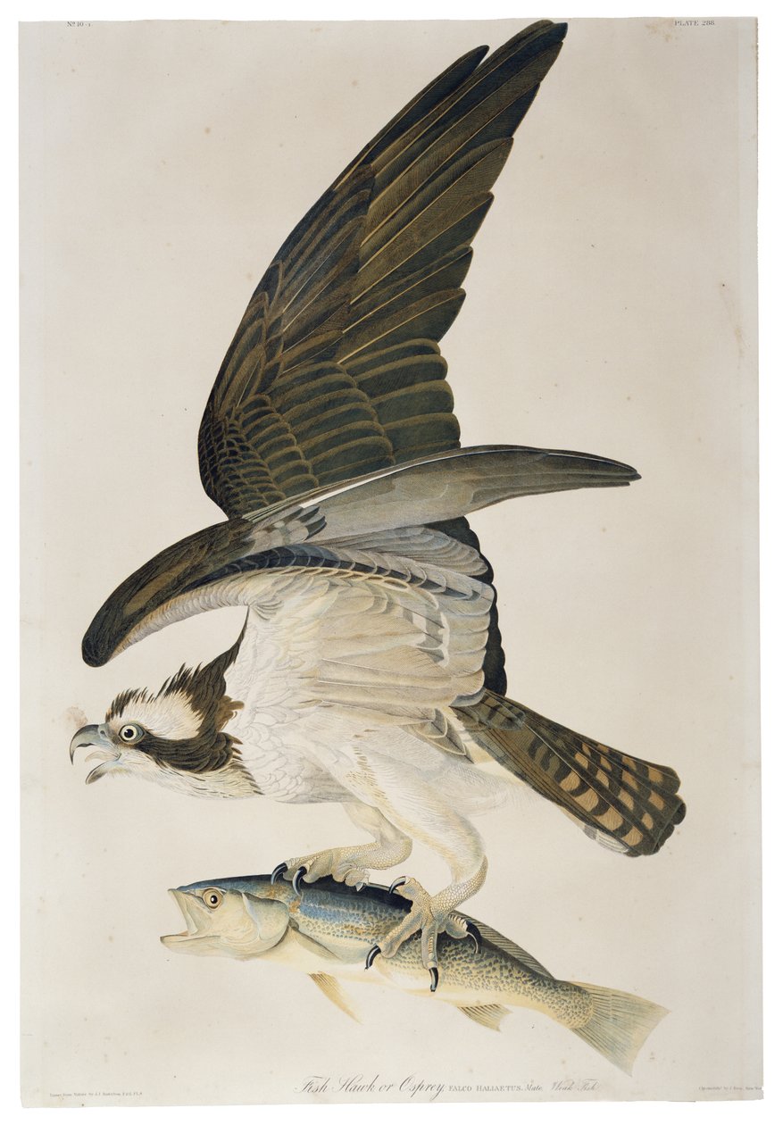Fish Hawk lub Osprey, litografia Juliusa Biena (1826-1909), 1860 autorstwa John James after Audubon