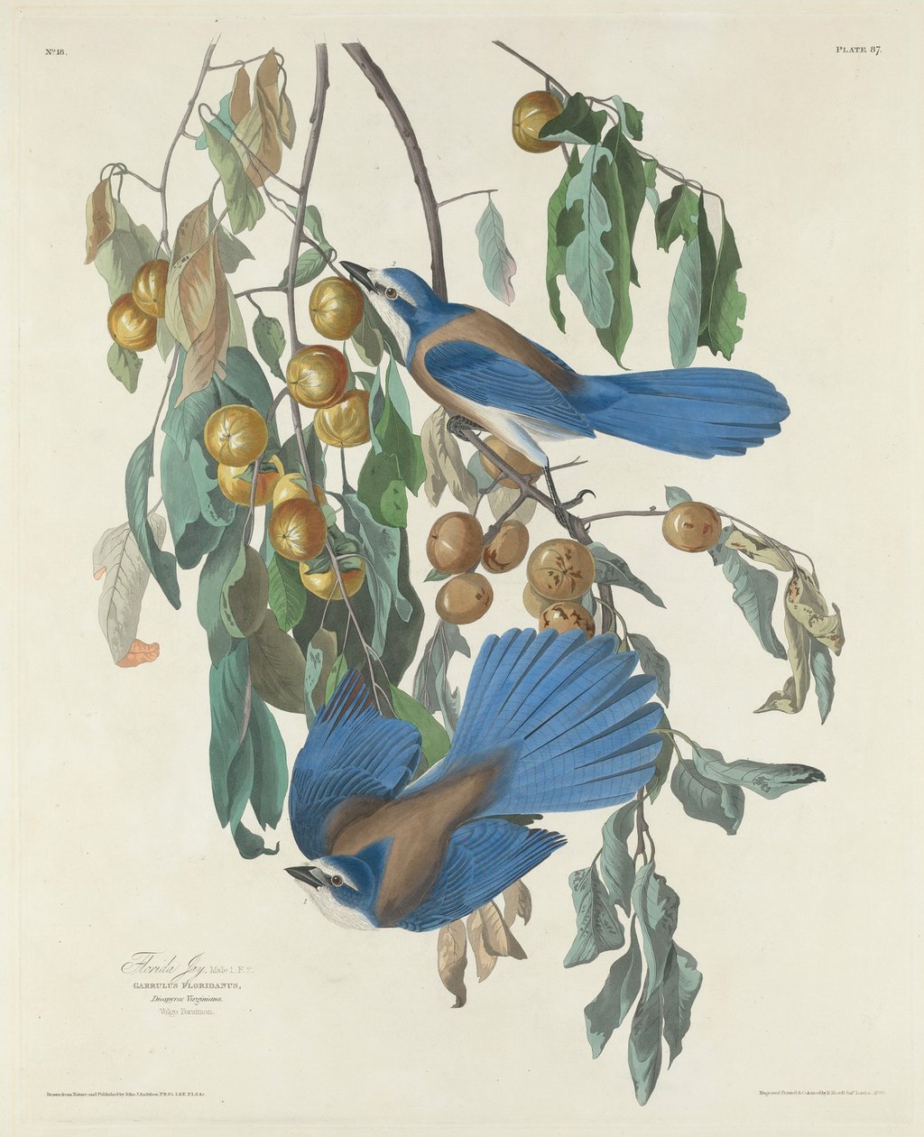 Floryda Jays, 1830 autorstwa John James after Audubon