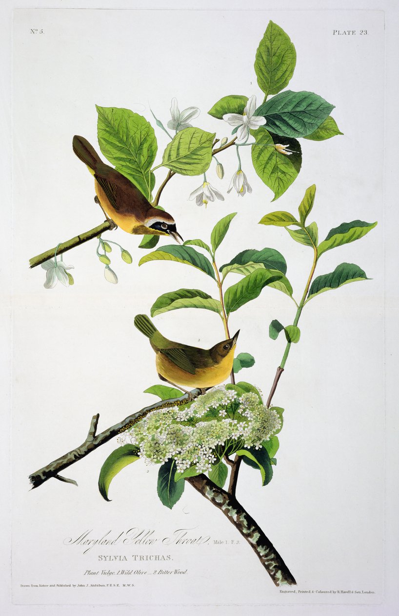 Maryland Yellow Throat, z Birds of America, grawerowane przez Roberta Havella (1793-1878) autorstwa John James after Audubon