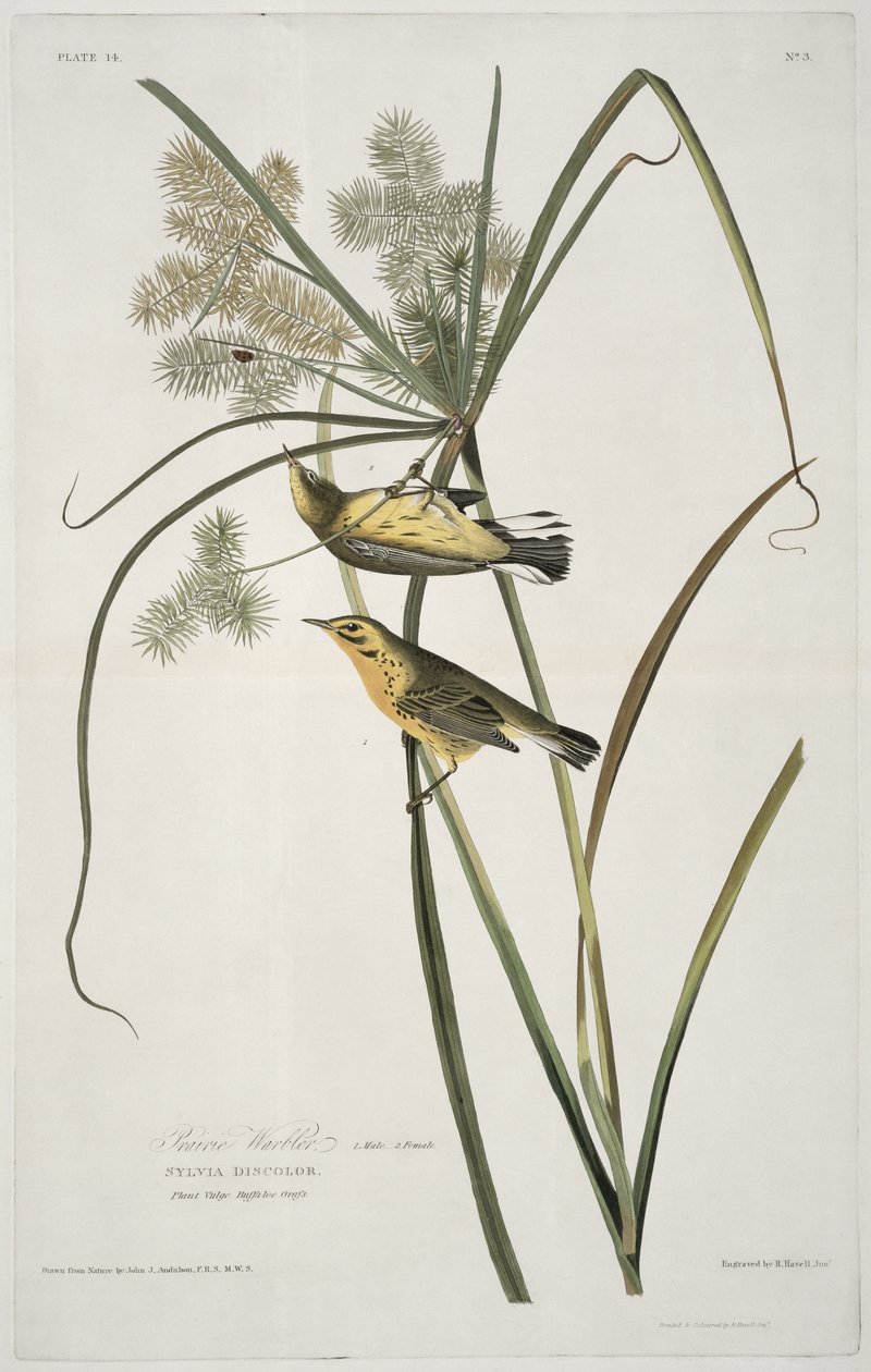 Prairie Warbler z Birds of America, grawerowane przez Roberta Havella (1793-1878) autorstwa John James after Audubon
