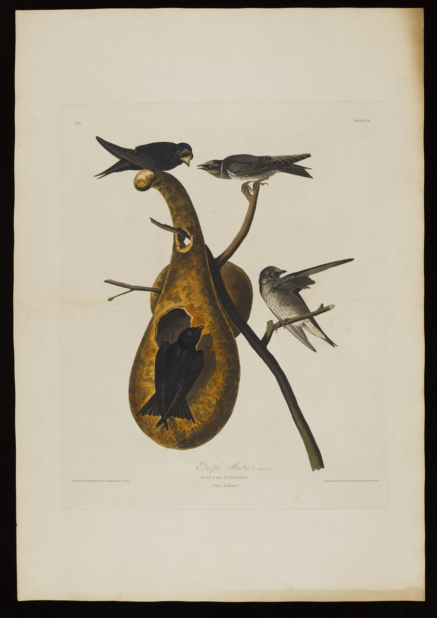Purple Martin, z Birds of America, grawerowane przez Roberta Havella (1793-1878) autorstwa John James after Audubon