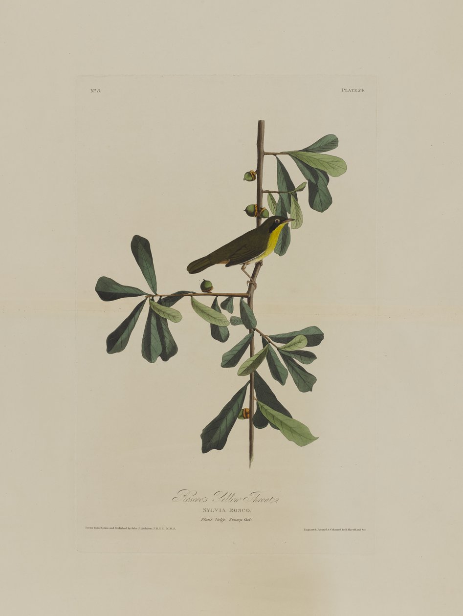 Roscoes Yellow Throat, z Birds of America, grawerowane przez Roberta Havella (1793-1878) autorstwa John James after Audubon