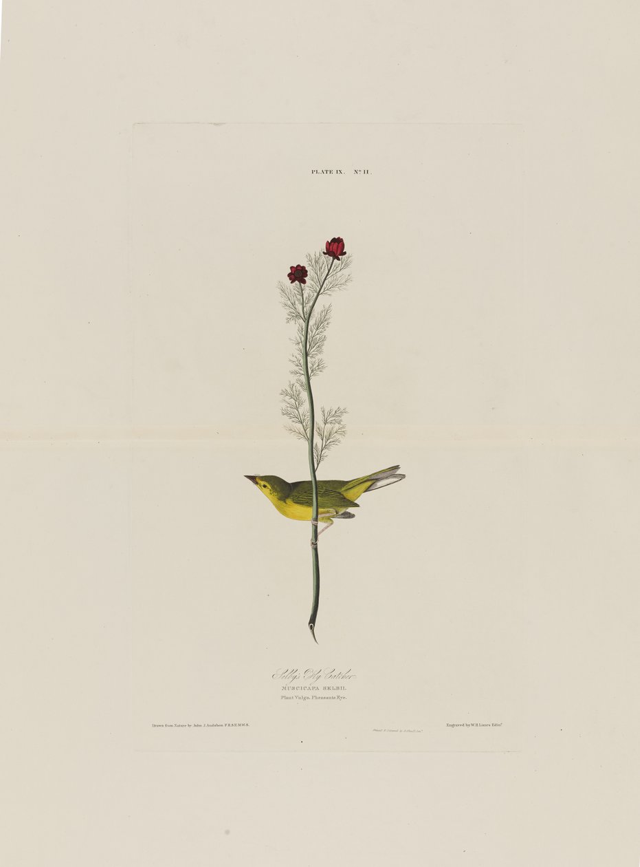 Selbys Fly Catcher, z Birds of America, grawerowane przez Roberta Havella (1793-1878) autorstwa John James after Audubon