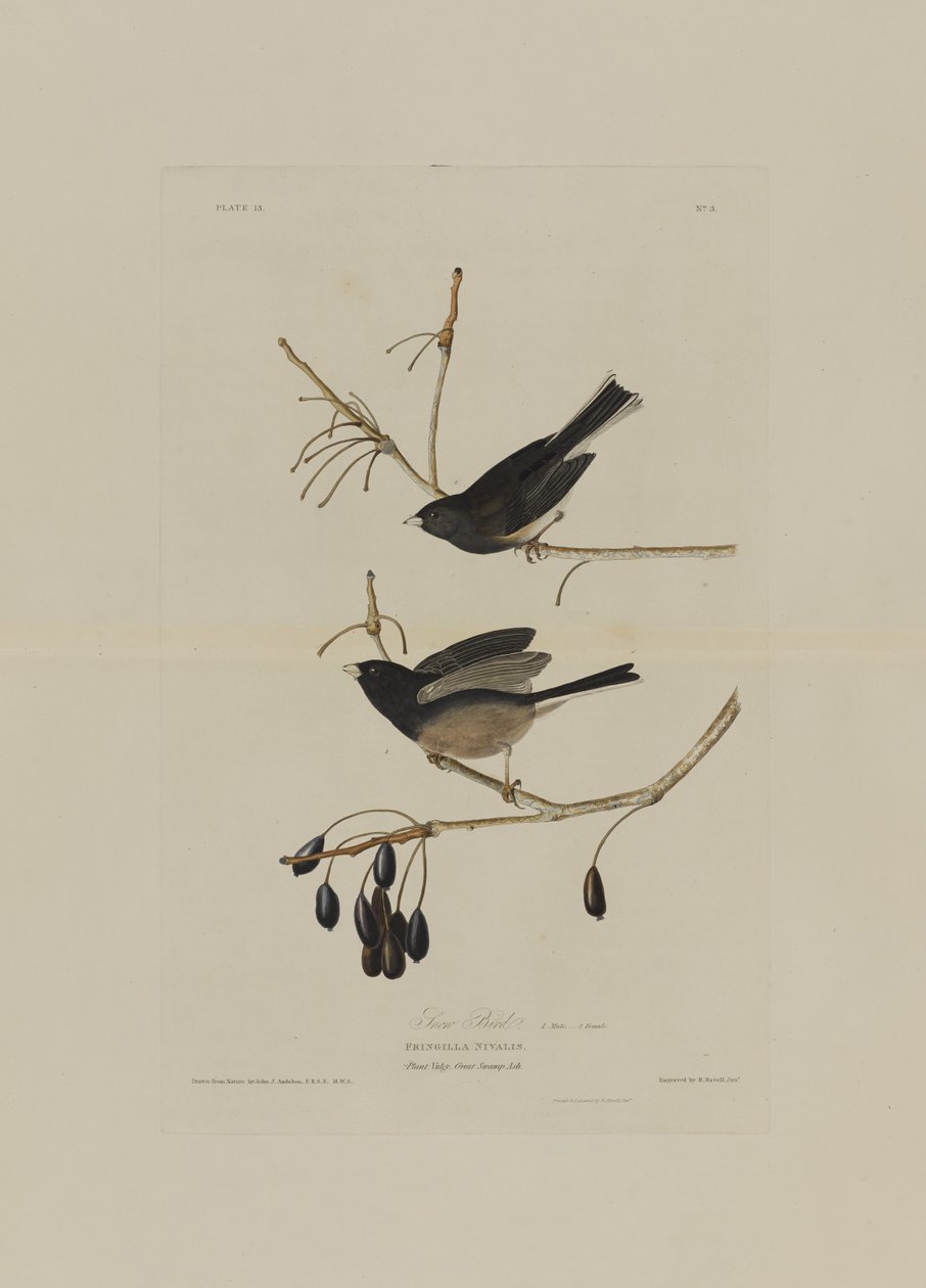 Snow Bird, z Birds of America, grawerowane przez Roberta Havella (1793-1878) autorstwa John James after Audubon