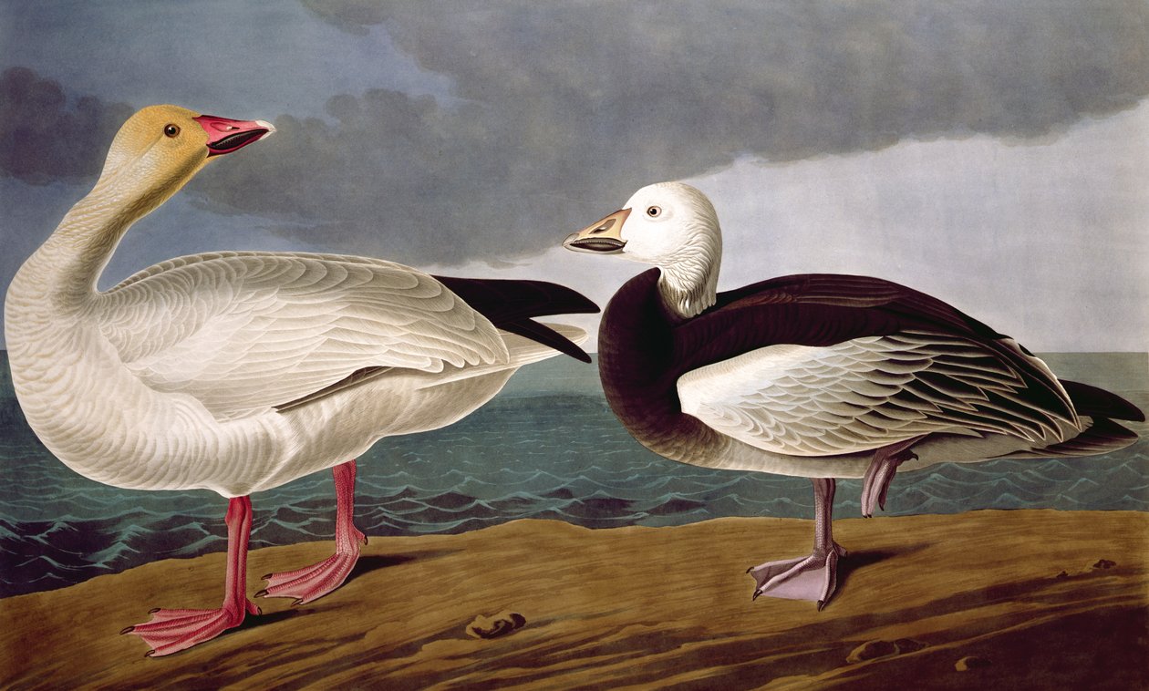 Śnieżna gęś z Birds of America, grawerowana przez Roberta Havella (1793-1878) 1837 autorstwa John James after Audubon