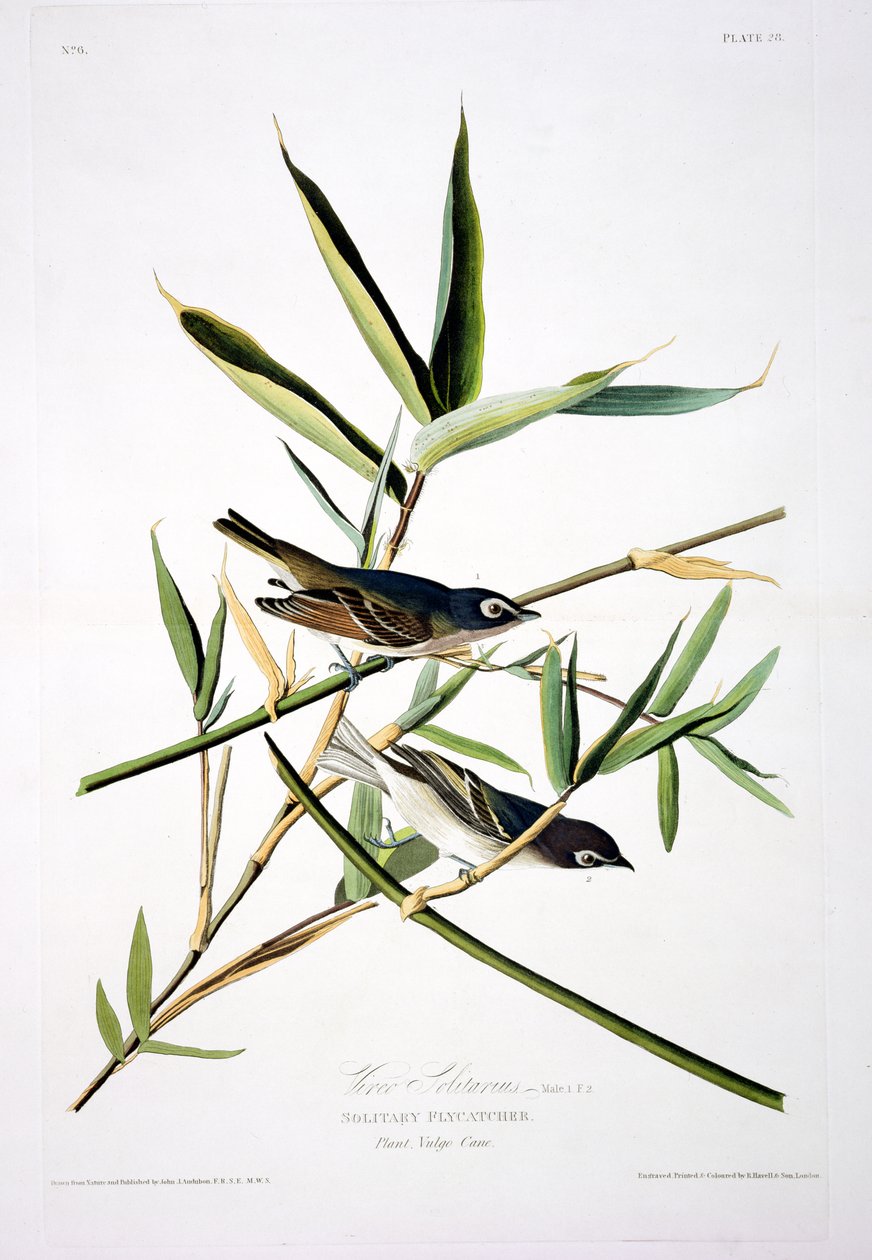 Solitary Flycatcher, z Birds of America, grawerowane przez Roberta Havella (1793-1878) autorstwa John James after Audubon