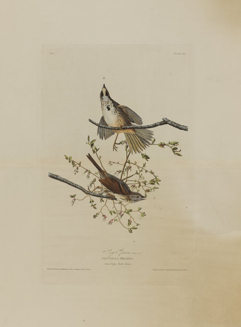Wróbel śpiewający z Birds of America, grawerowane przez Roberta Havella (1793-1878) autorstwa John James after Audubon