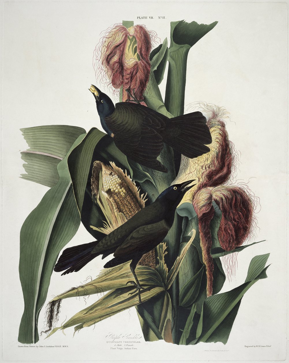 Purpurowy Grackle, z Birds of America, grawerowany przez Roberta Havella (1793-1878) autorstwa John James after Audubon