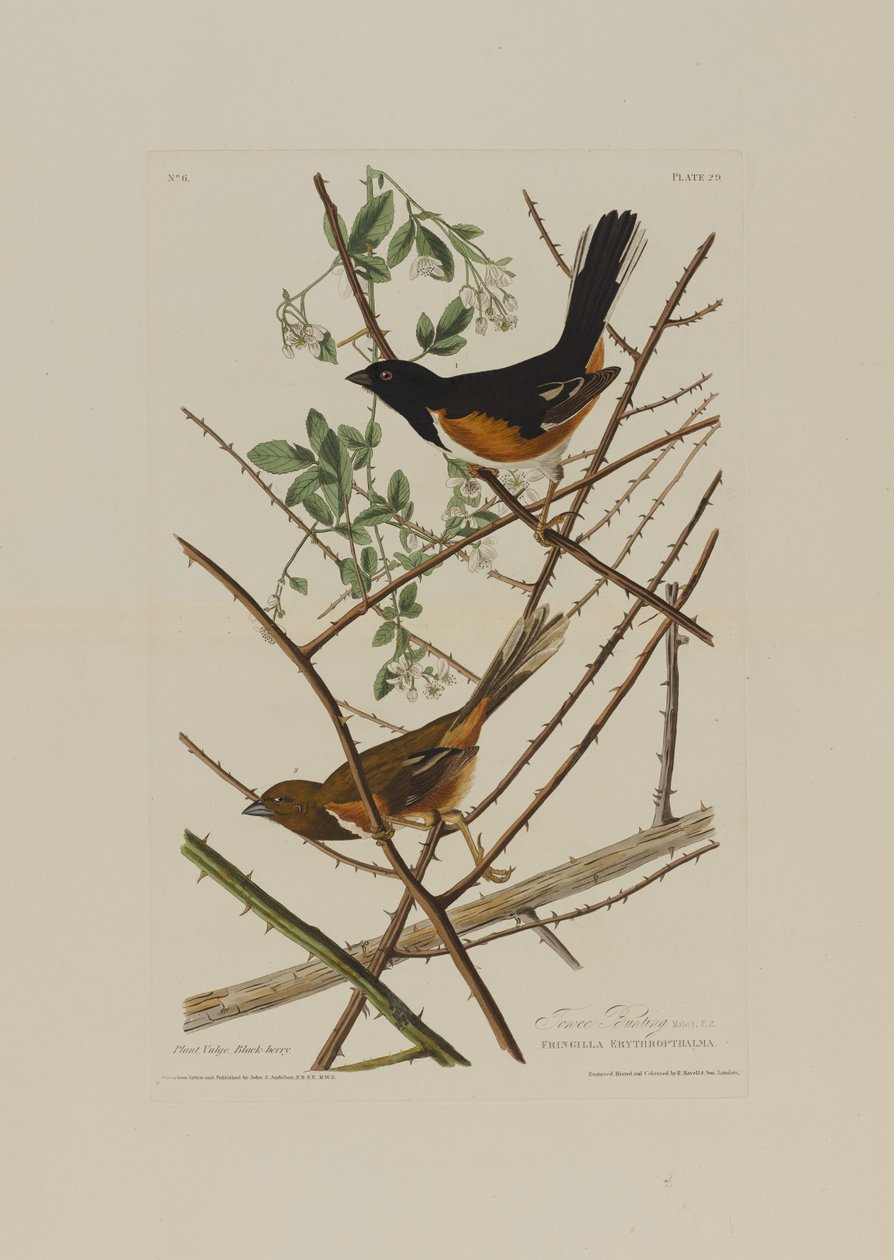 Trznadel Towhe z Birds of America, grawerowany przez Roberta Havella (1793-1878) autorstwa John James after Audubon