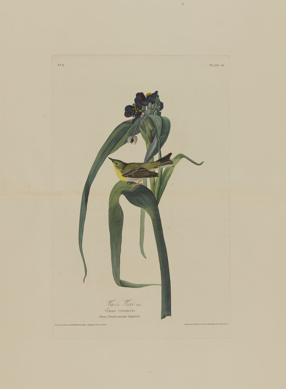 Vigers Vireo z Birds of America, grawerowane przez Roberta Havella (1793-1878) autorstwa John James after Audubon