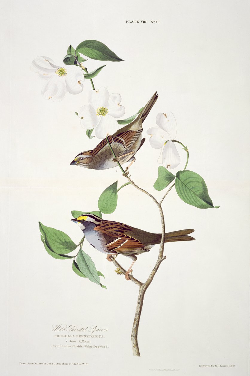 Wróbel białogardły, z Birds of America, grawerowane przez Roberta Havella (1793-1878) autorstwa John James after Audubon