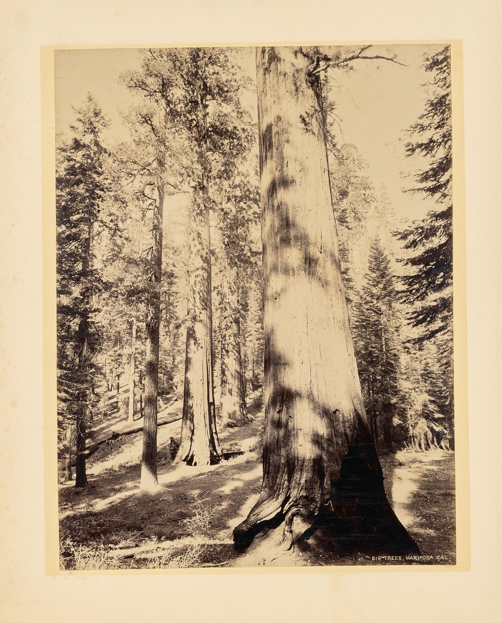 Big Trees, Mariposa, Kalifornia autorstwa John K. Hillers