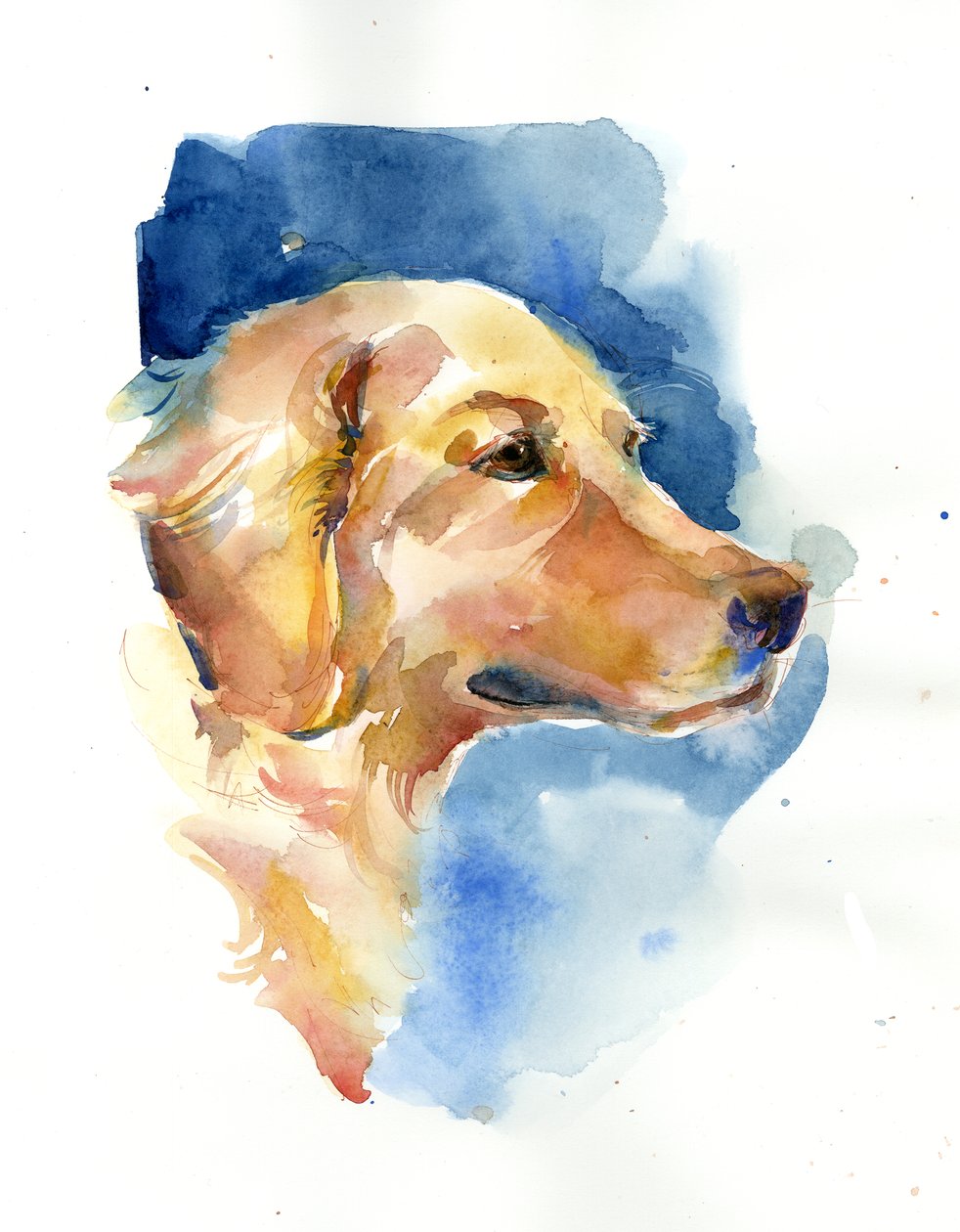 Golden Retriever, 2015, (akwarela) autorstwa John Keeling