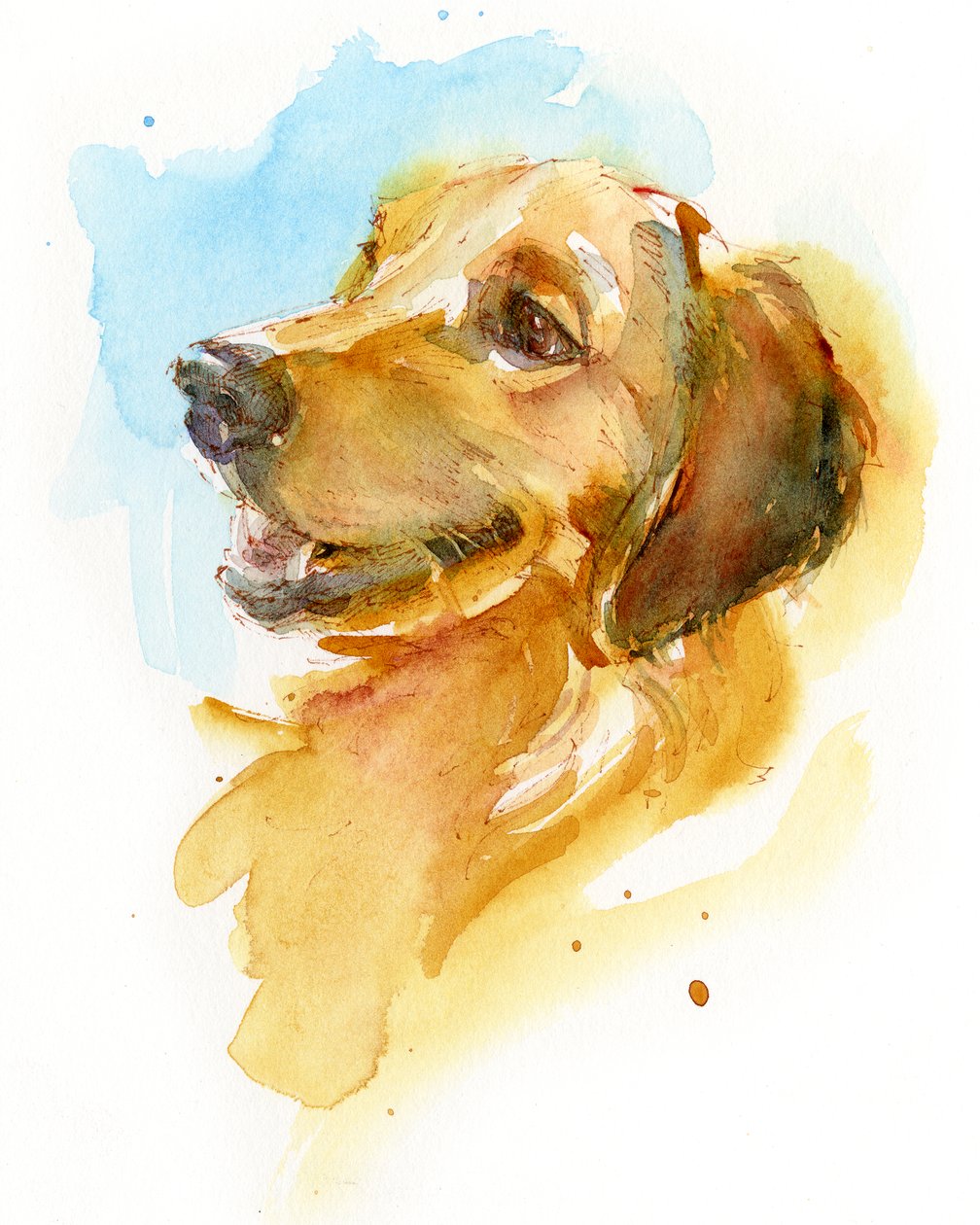 Golden Retriever, 2017, (akwarela) autorstwa John Keeling