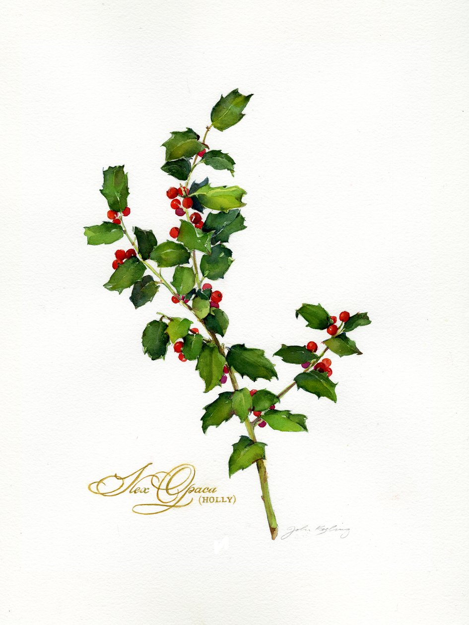 Ostrokrzew botaniczny, 2013, (akwarela) autorstwa John Keeling