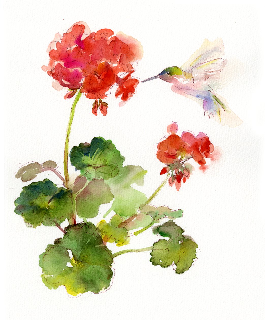 Koliber z geranium, 2015, (akwarela) autorstwa John Keeling
