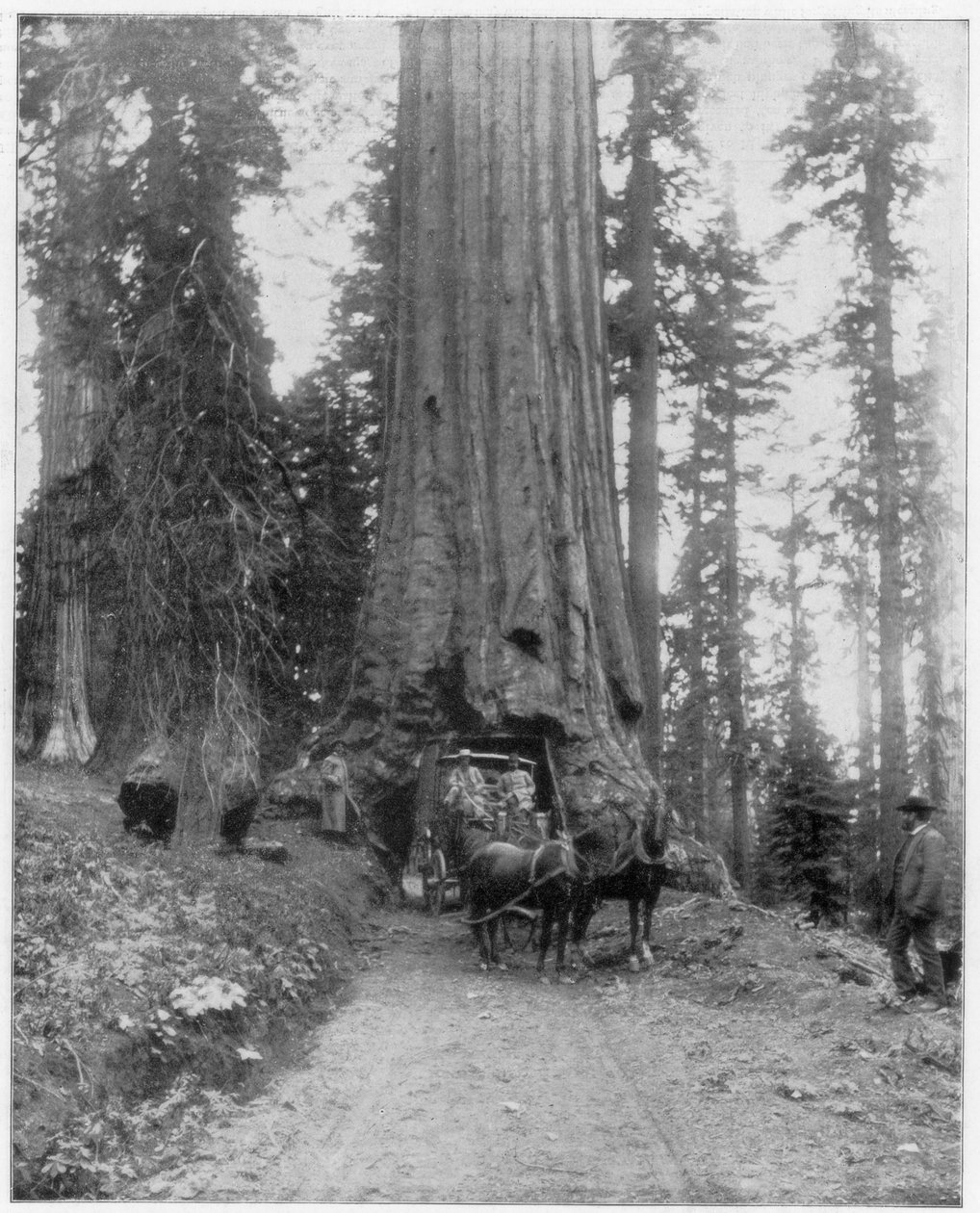 Droga biegnąca przez Giant Sequoia, Mariposa Grove, Wawona, Kalifornia, koniec XIX wieku autorstwa John L. Stoddard