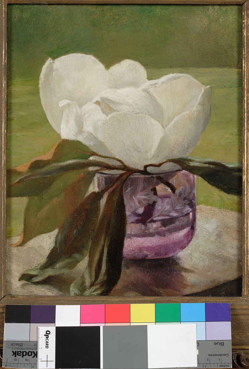 Kwiat magnolii autorstwa John La Farge or Lafarge