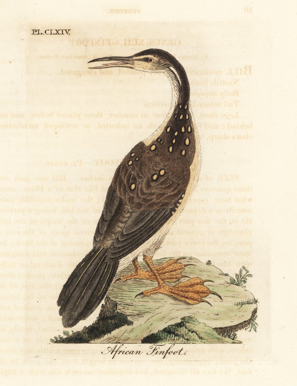 Afrykańska płetwa, Podica senegalensis. Ręcznie kolorowany miedzioryt narysowany i grawerowany przez Johna Lathama z jego własnej A General History of Birds, Winchester autorstwa John Latham