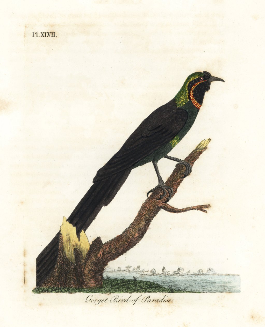 Arfak astrapia, Astrapia nigra (Ptak rajski gorget, Paradisea gularis). Ręcznie kolorowany miedzioryt narysowany i grawerowany przez Johna Lathama z jego własnej A General History of Birds, Winchester autorstwa John Latham
