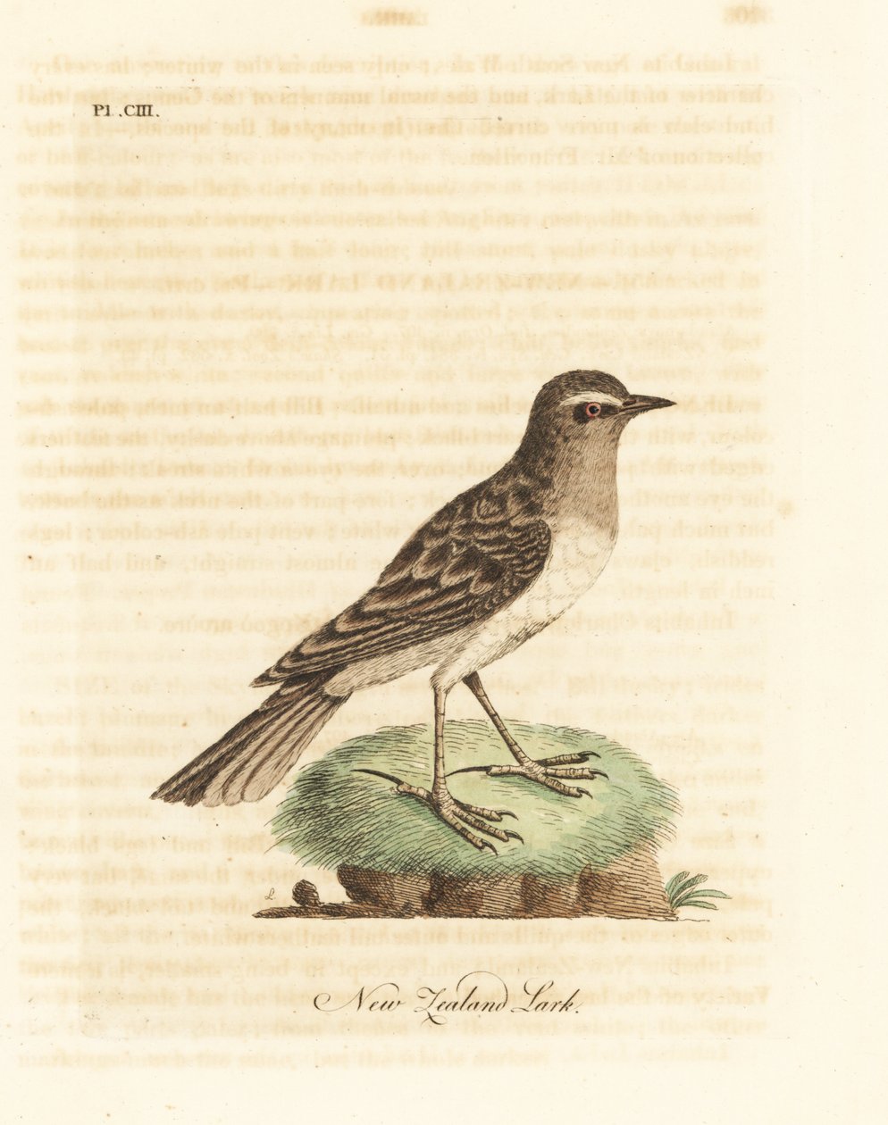 świergotek australijski, Anthus novaeseelandiae (skowronek nowozelandzki, Alauda novae zealandiae). Ręcznie kolorowany miedzioryt narysowany i grawerowany przez Johna Lathama z jego własnej A General History of Birds, Winchester autorstwa John Latham