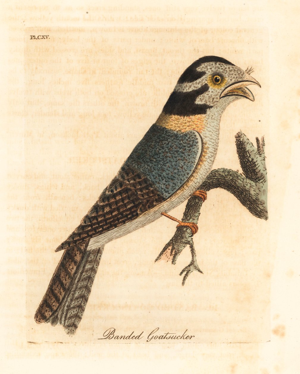 Australijski lelek sowa, Aegotheles cristatus czy płowy żabogębek, Podargus strigoides? (Opasany kozioł, Caprimulgus vittatus.) Ręcznie barwiony miedzioryt narysowany i grawerowany przez Johna Lathama z jego własnej A General History of Birds, Winchester autorstwa John Latham