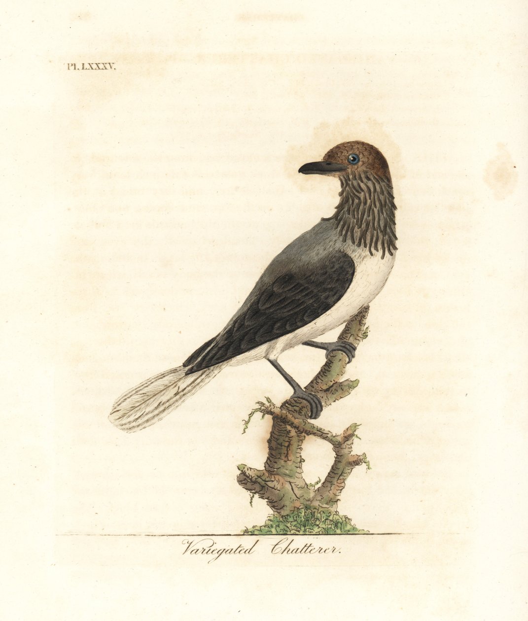 Brodaty dzwonnik , Procnias averano ( gaduła różnorodna , Ampelis variegata ). Ręcznie kolorowany miedzioryt narysowany i grawerowany przez Johna Lathama z jego własnej A General History of Birds, Winchester autorstwa John Latham