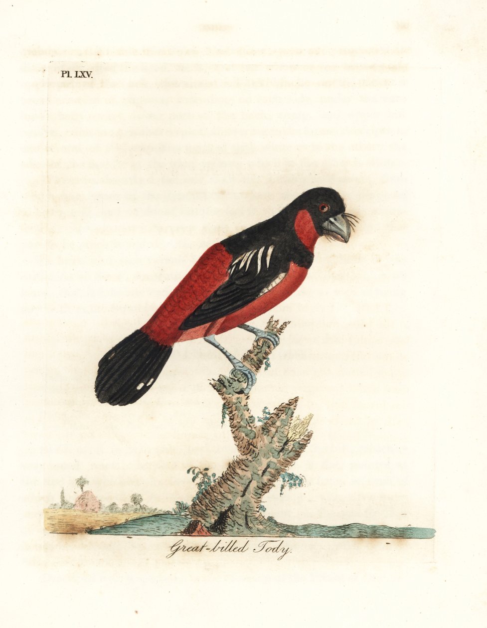 Czarno-czerwony szerokodziób , Cymbirhynchus macrorhynchos ( tody wielkodzioby , Todus nasutus ). Ręcznie kolorowany miedzioryt narysowany i grawerowany przez Johna Lathama z jego własnej A General History of Birds, Winchester autorstwa John Latham
