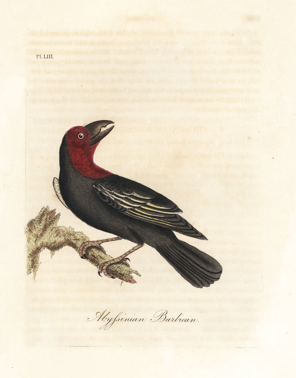 Barbet czarnodzioby, Lybius guifsobalito (barbakan abisyński, Bucco saltii). Ręcznie kolorowany miedzioryt narysowany i grawerowany przez Johna Lathama z jego własnej A General History of Birds, Winchester autorstwa John Latham