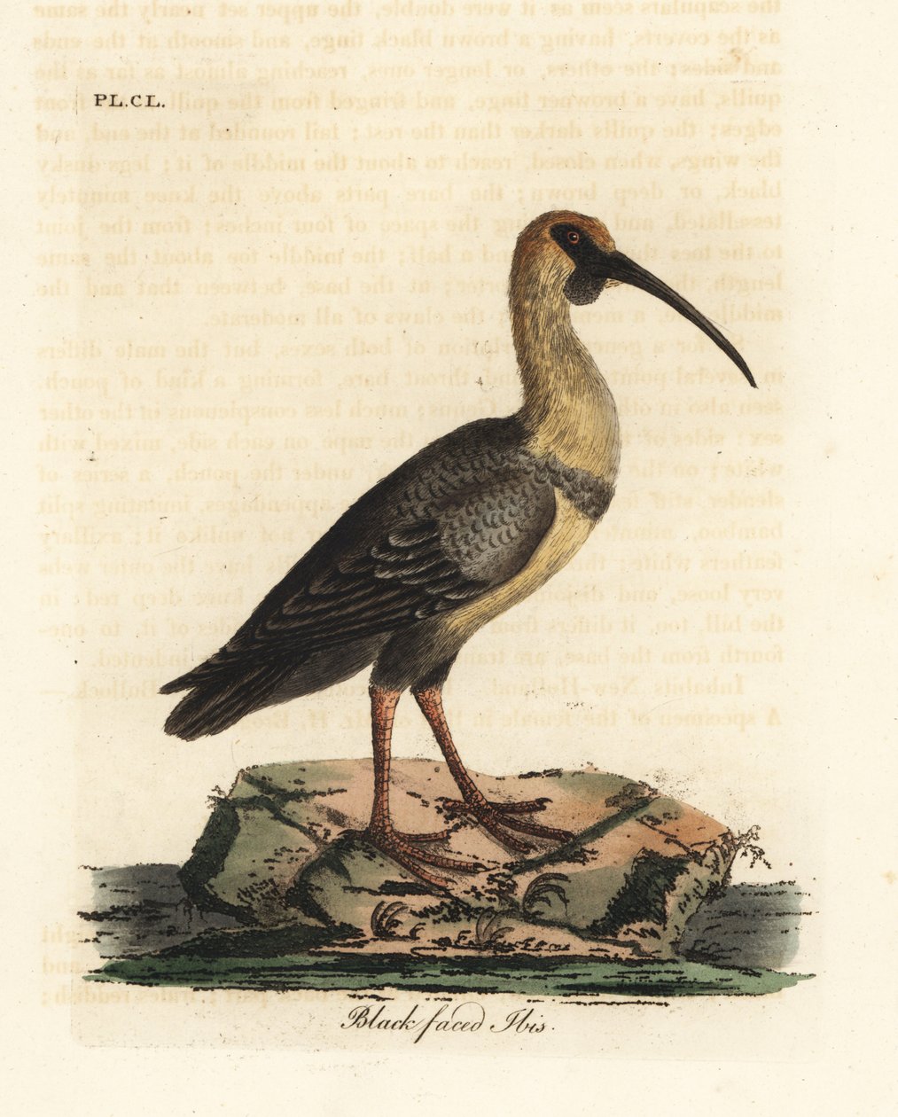 Ibis czarnogłowy, Theristus melanopis (Tantalus melanops). Ręcznie kolorowany miedzioryt narysowany i grawerowany przez Johna Lathama z jego własnej A General History of Birds, Winchester autorstwa John Latham