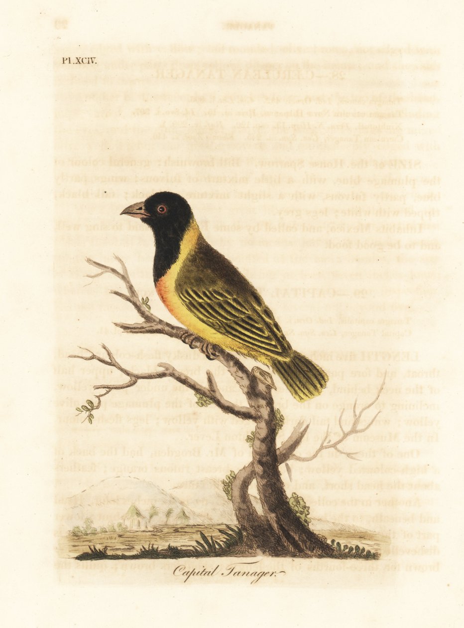 Tkacz czarnogłowy z żółtym kołnierzem, Ploceus melanocephalus capitalis (Capital tanager, Tanagra capitalis). Ręcznie kolorowany miedzioryt narysowany i grawerowany przez Johna Lathama z jego własnej A General History of Birds, Winchester autorstwa John Latham