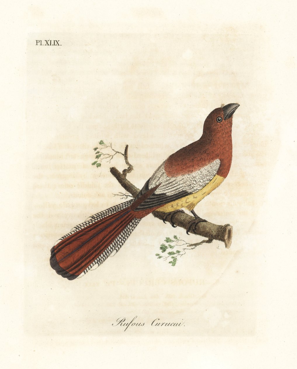 Trogon czarnogardły, Trogon rufus, samica (Rufous curucui, Trogon rufus). Skopiowano z ilustracji Martineta przedstawiającej Cayenne dla Buffona Coucou w kolejce. Ręcznie kolorowany miedzioryt rysowany i grawerowany przez Johna Lathama z jego własnej A Gen autorstwa John Latham