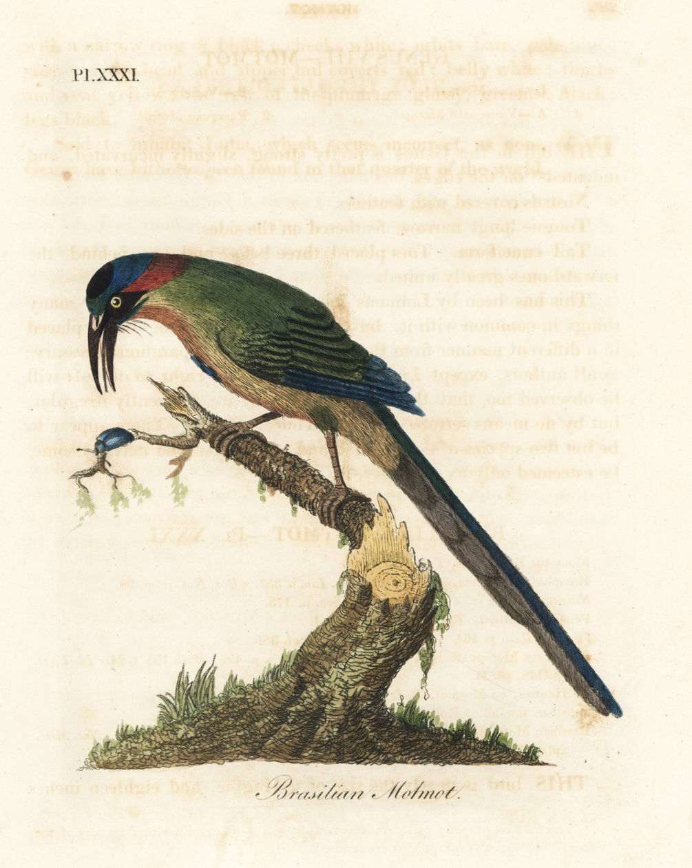 motmot niebiesko-koronowany, Momotus momota (motmot brazylijski, Momotus brasiliensis). Ręcznie kolorowany miedzioryt narysowany i grawerowany przez Johna Lathama z jego własnej A General History of Birds, Winchester autorstwa John Latham