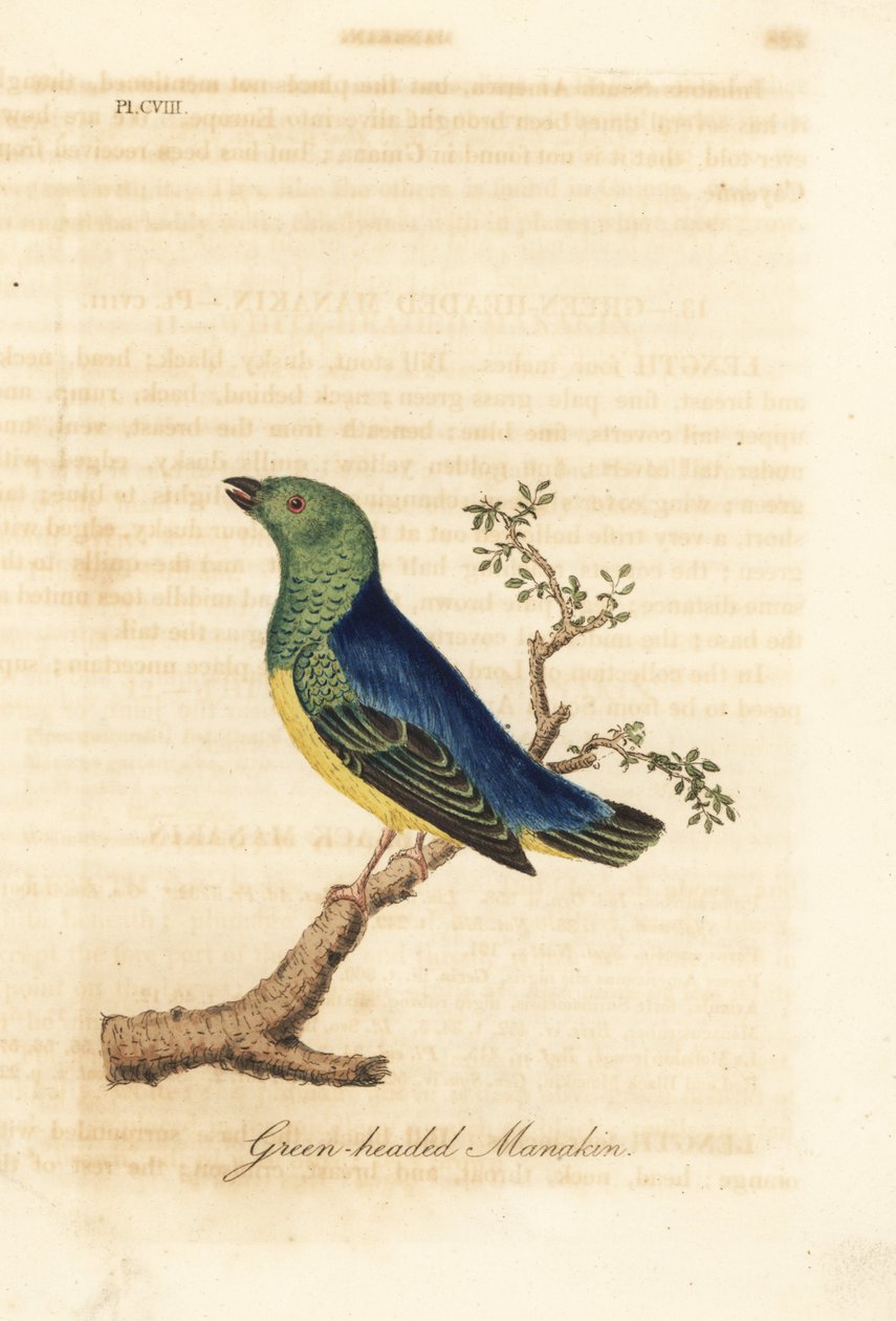 Niebieskowłosa chlorofonia, Chlorophonia cyanea (Manakin zielonogłowy, pochodzący z Ameryki Południowej). Ręcznie kolorowany miedzioryt narysowany i grawerowany przez Johna Lathama z jego własnej A General History of Birds, Winchester autorstwa John Latham