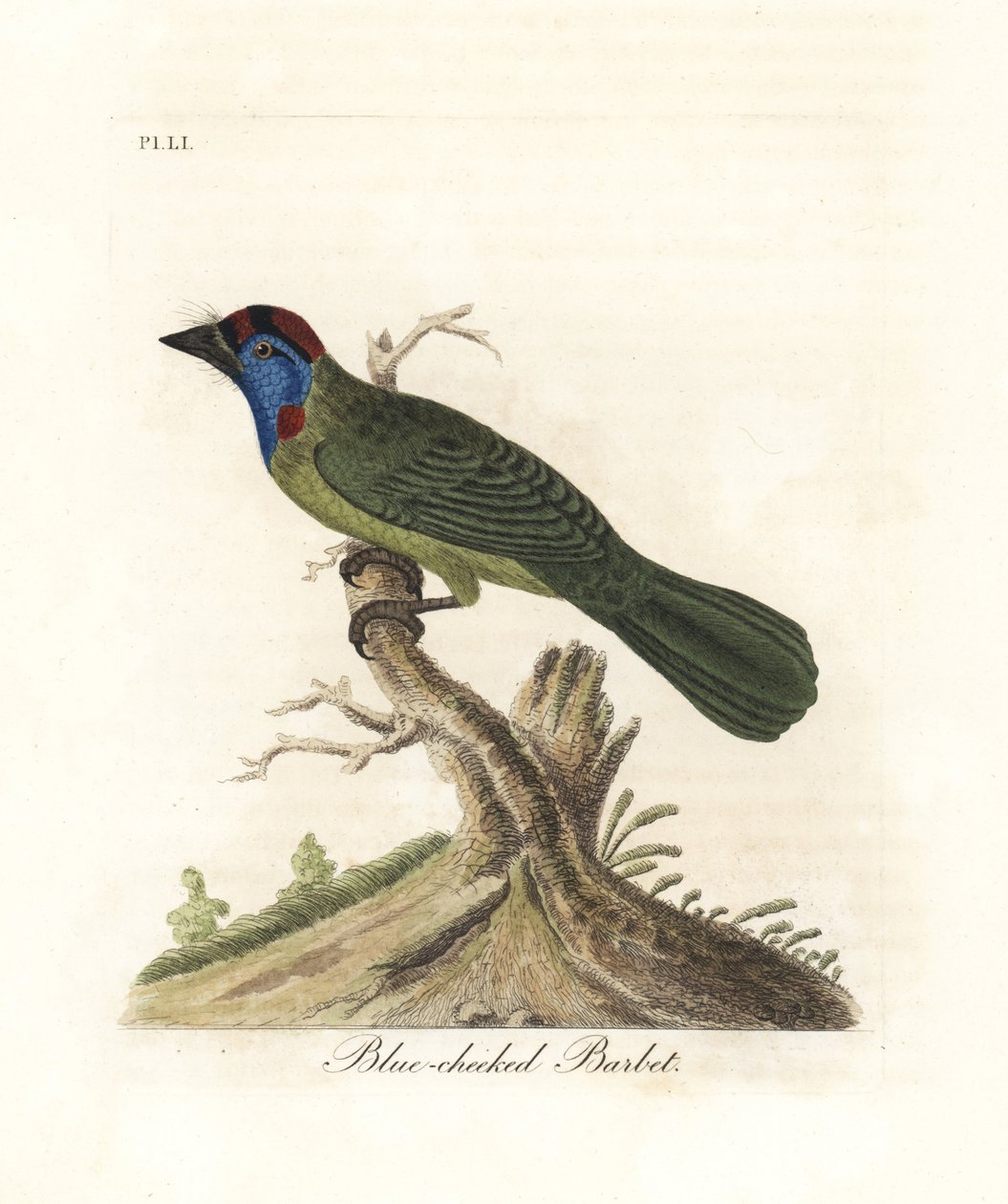 Barbet błękitnogardły lub górski, Psilopogon asiaticus. (Barbet o niebieskich policzkach, Trogon asiaticus). Ręcznie kolorowany miedzioryt narysowany i grawerowany przez Johna Lathama z jego własnej A General History of Birds, Winchester autorstwa John Latham