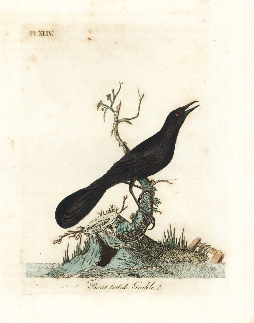 Grakle łódkowate, Quiscalus major (grakle łódkowate, Gracula barita). Ręcznie kolorowany miedzioryt narysowany i grawerowany przez Johna Lathama z jego własnej A General History of Birds, Winchester autorstwa John Latham