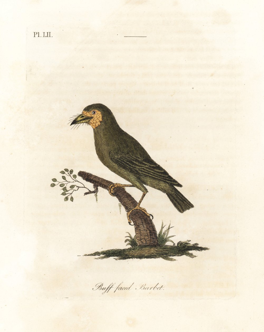Barbet brązowogłowy, Megalaima zeylanica? (Buff-faced Barbet, Bucco lathami). Z okazu oznaczonego Megalaima lathami w British Museum. Ręcznie kolorowany miedzioryt narysowany i grawerowany przez Johna Lathama z jego własnej A General History of Birds, Winc autorstwa John Latham