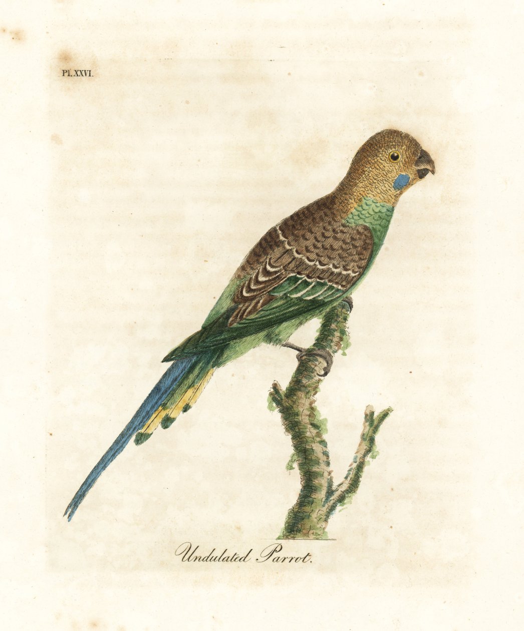 Papużka falista, Melopsittacus undulatus (papuga falista, Psittacus undulatus). Ręcznie kolorowany miedzioryt narysowany i grawerowany przez Johna Lathama z jego własnej A General History of Birds, Winchester autorstwa John Latham