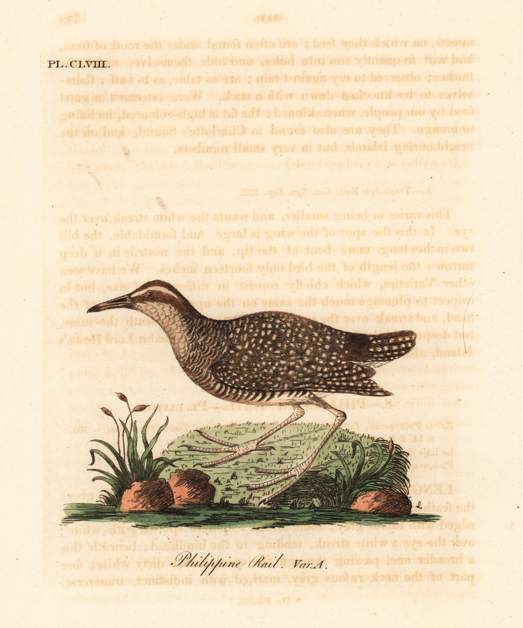 Szyna Buff-band, Gallirallus philippensis (szyna filipińska, Rallus philippensis). Ręcznie kolorowany miedzioryt narysowany i grawerowany przez Johna Lathama z jego własnej A General History of Birds, Winchester autorstwa John Latham
