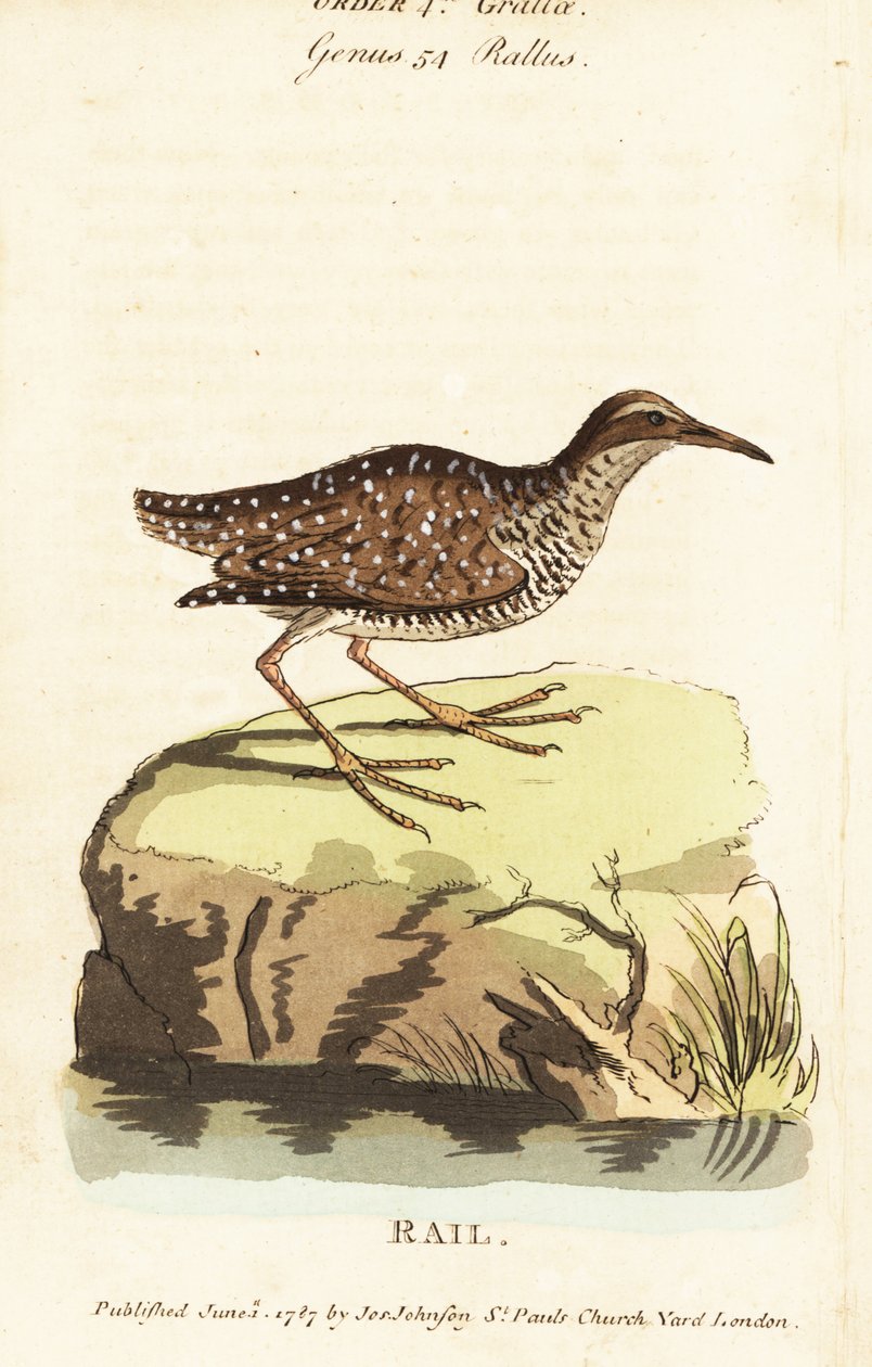 Szyna z pazurami , Gallirallus philippensis autorstwa John Latham