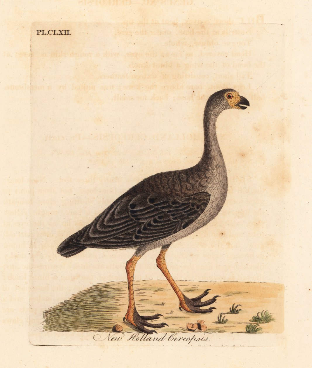 Gęś Cape Barren, Cereopsis novae hollandiae (Cereopsis New Holland). Ręcznie kolorowany miedzioryt narysowany i grawerowany przez Johna Lathama z jego własnej A General History of Birds, Winchester autorstwa John Latham