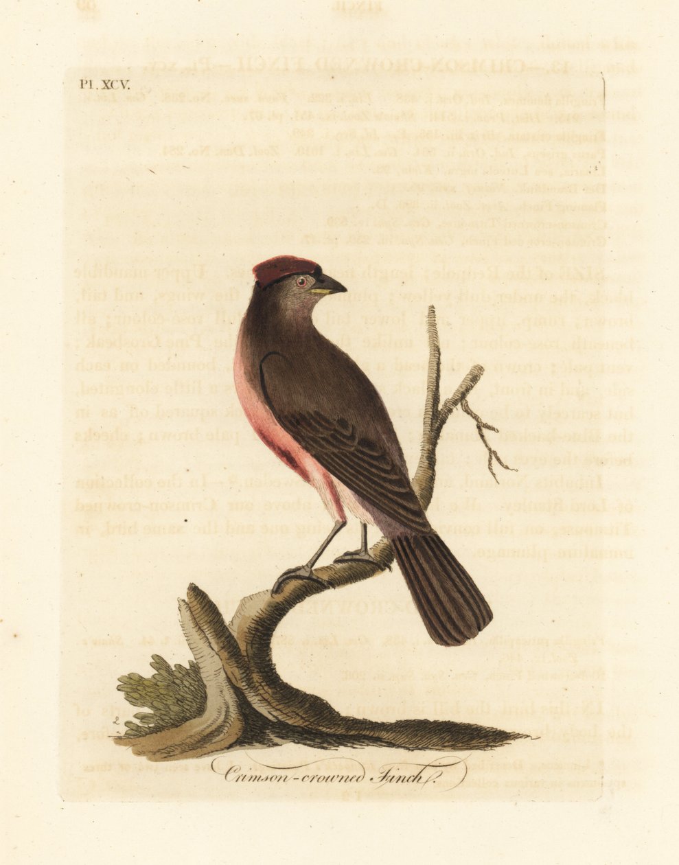 czeczotka pospolita , Carduelis flammea ( zięba karmazynowa , Fringilla flammea ). Ręcznie kolorowany miedzioryt narysowany i grawerowany przez Johna Lathama z jego własnej A General History of Birds, Winchester autorstwa John Latham