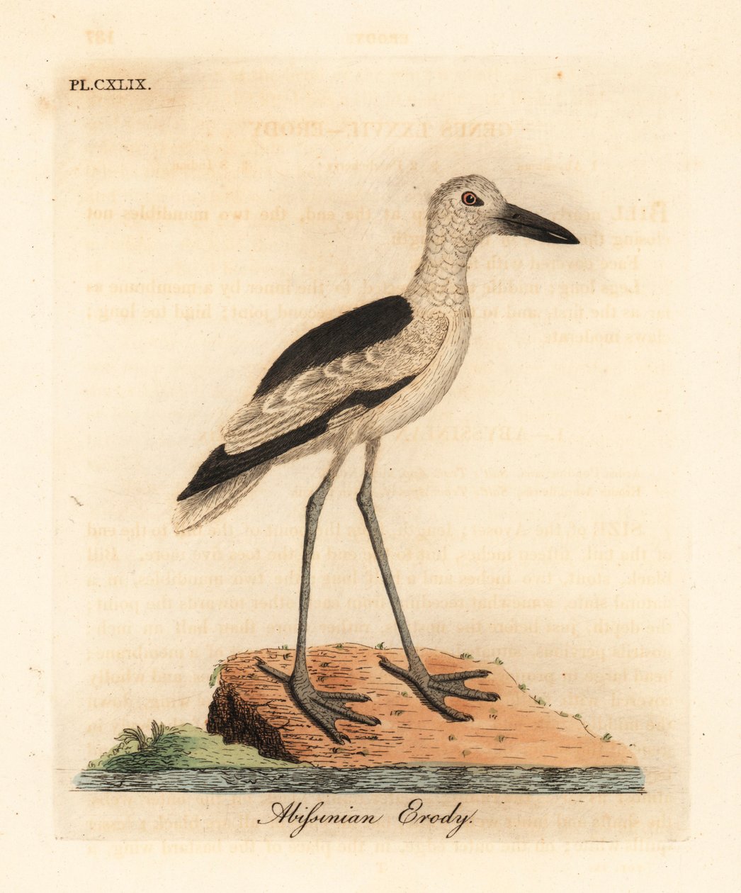 Sieweczka krabowa, Dromas ardeola (erodia abisyńska, Ardea pondiceriana). Ręcznie kolorowany miedzioryt narysowany i grawerowany przez Johna Lathama z jego własnej A General History of Birds, Winchester autorstwa John Latham