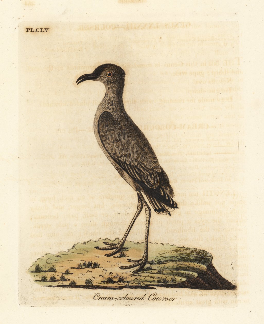 Kursor kremowy, kursor Cursorius (Cursorius europaeus). Ręcznie kolorowany miedzioryt narysowany i grawerowany przez Johna Lathama z jego własnej A General History of Birds, Winchester autorstwa John Latham