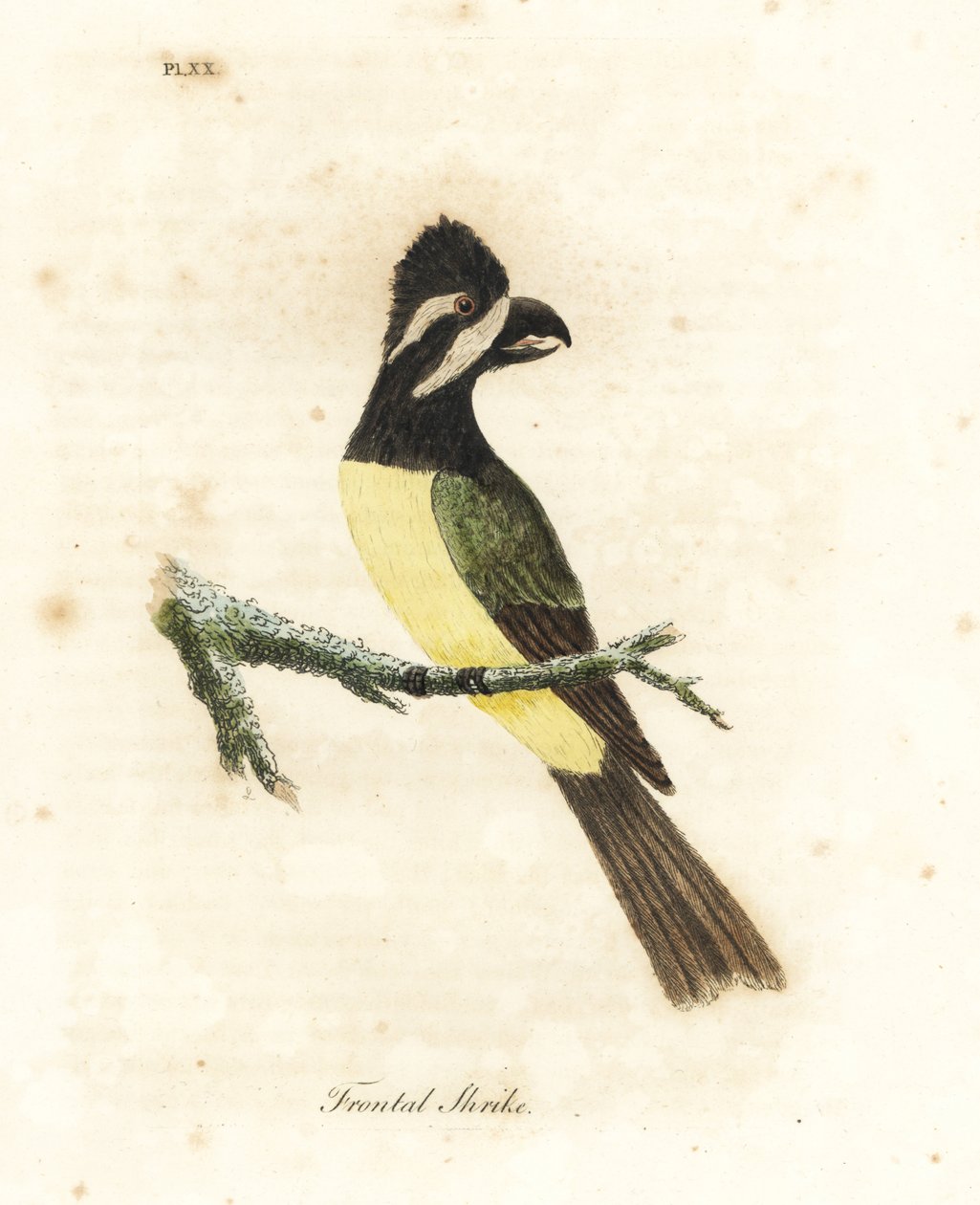 Czubata dzierzba , Falcunculus frontatus ( dzierzba czołowa , Lanius frontatus ). Ręcznie kolorowany miedzioryt narysowany i grawerowany przez Johna Lathama z jego własnej A General History of Birds, Winchester autorstwa John Latham