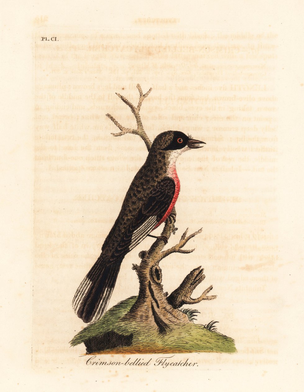 Muchołówka szkarłatna, Muscicapa coccinigastra. Nieznany gatunek ptaka skopiowany z ilustracji autorstwa Port Jackson Painter. Ręcznie kolorowany miedzioryt narysowany i grawerowany przez Johna Lathama z jego własnej A General History of Birds, Winchester autorstwa John Latham