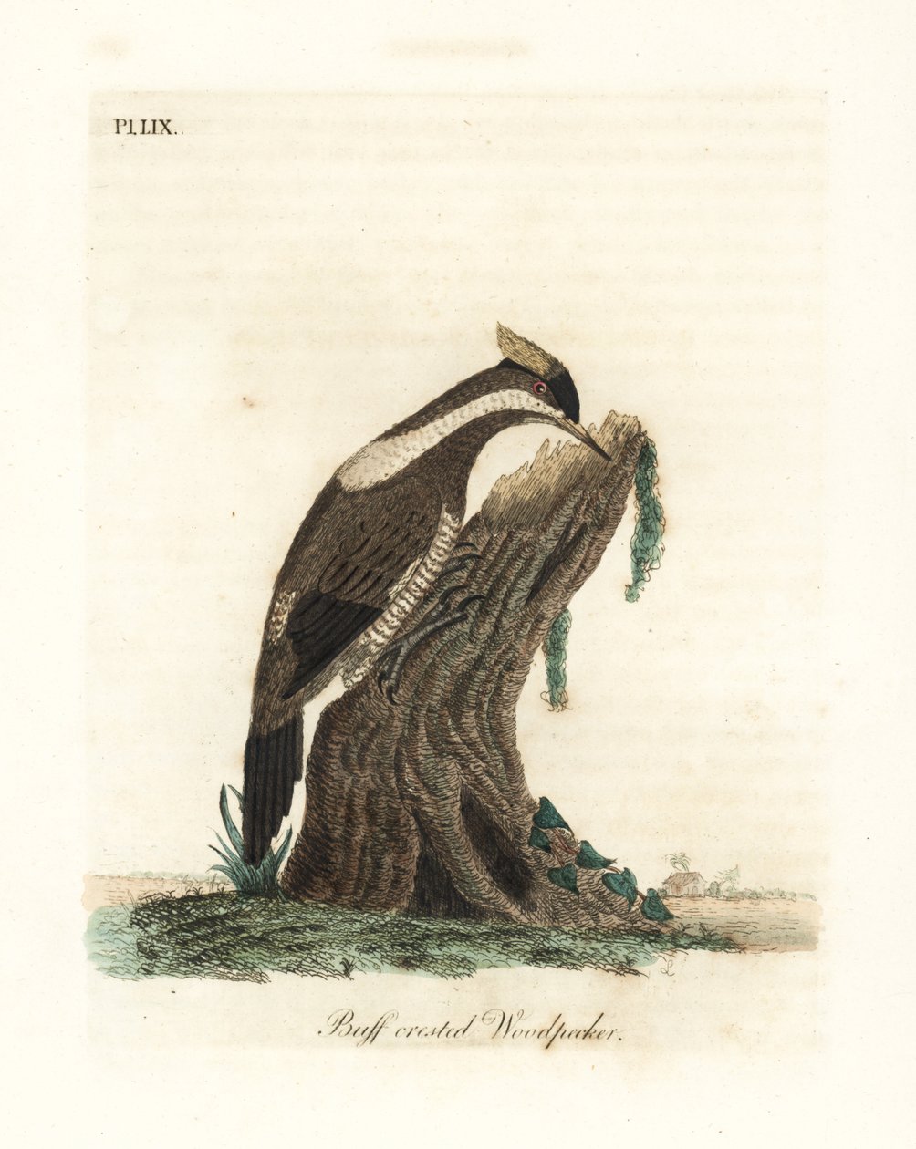Dzięcioł karmazynowy, Campephilus melanoleucos (Dzięcioł dwuczuby, Picus melanoleucus). Na podstawie skórki w Muzeum Leveriana. Ręcznie kolorowany miedzioryt narysowany i grawerowany przez Johna Lathama z jego własnej A General History of Birds, Winchester autorstwa John Latham