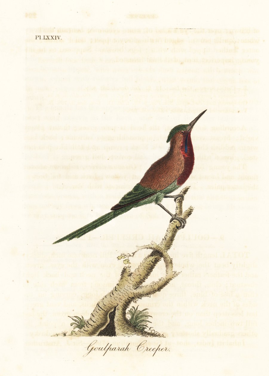 Karmazynowy sunbird, Aethopyga siparaja seheriae (Pnącze Goulpourah). Ręcznie kolorowany miedzioryt narysowany i grawerowany przez Johna Lathama z jego własnej A General History of Birds, Winchester autorstwa John Latham