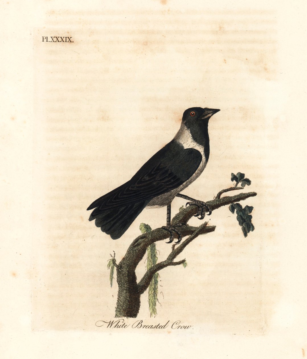 Kawka daurian, Corvus dauuricus (wrona białopierśna, Corvus dauricus). Ręcznie kolorowany miedzioryt narysowany i grawerowany przez Johna Lathama z jego własnej A General History of Birds, Winchester autorstwa John Latham